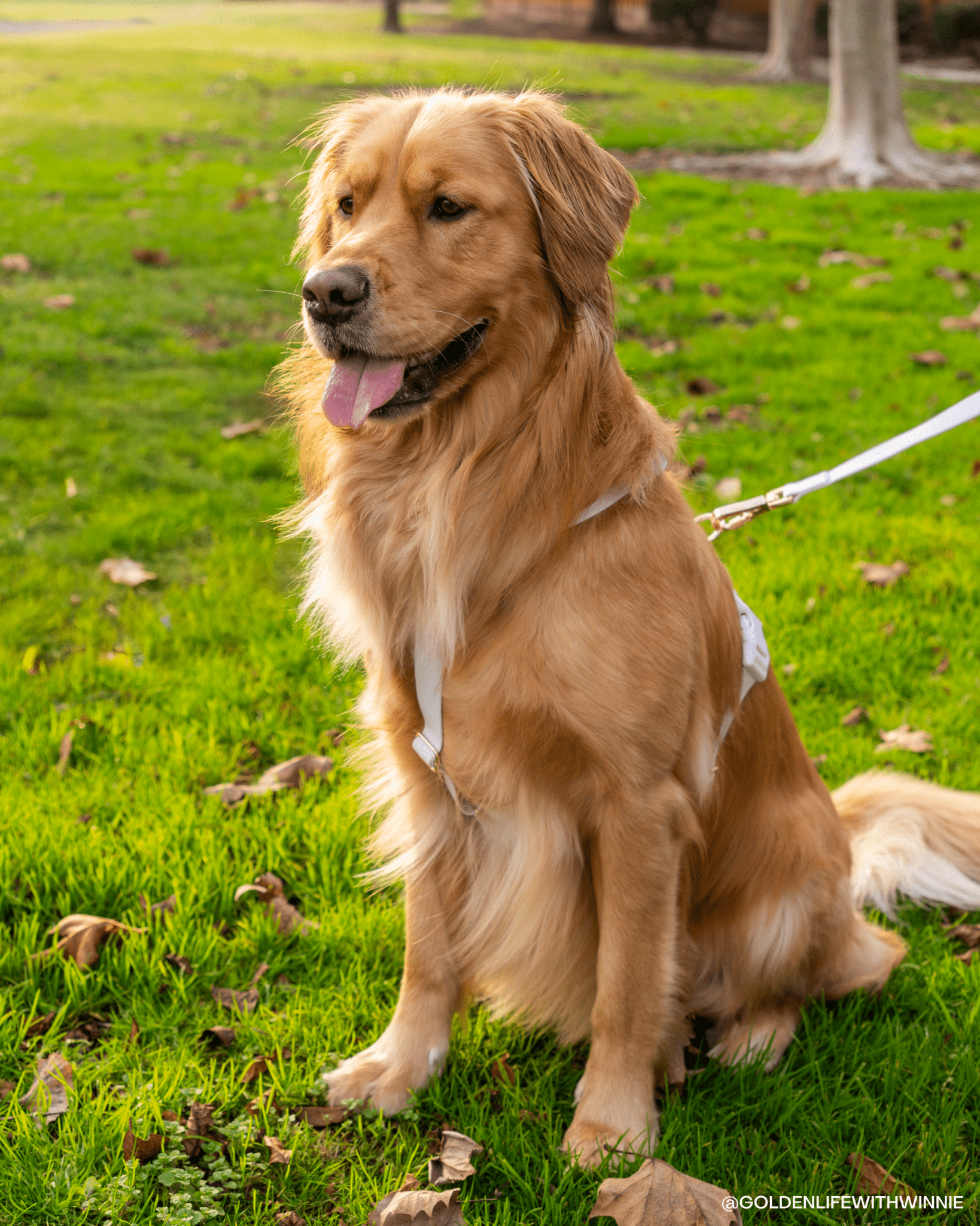 Lavender Haze Cloud Lite Dog Harness