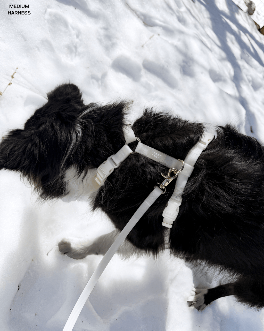 Lunar Glow 4-in-1 Convertible Hands Free Cloud Dog Leash