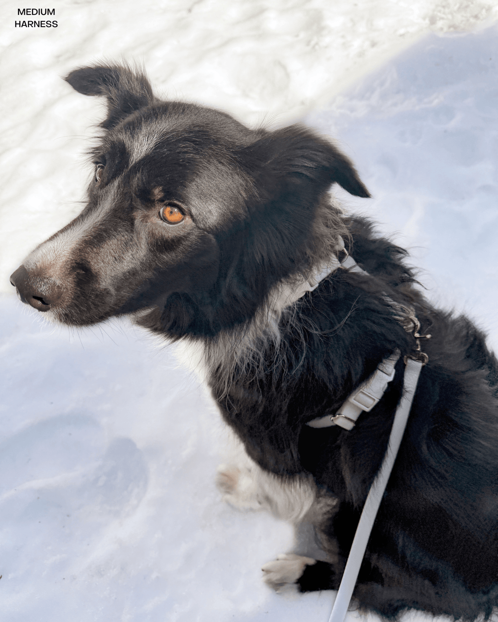Lunar Glow Cloud Lite Dog Harness