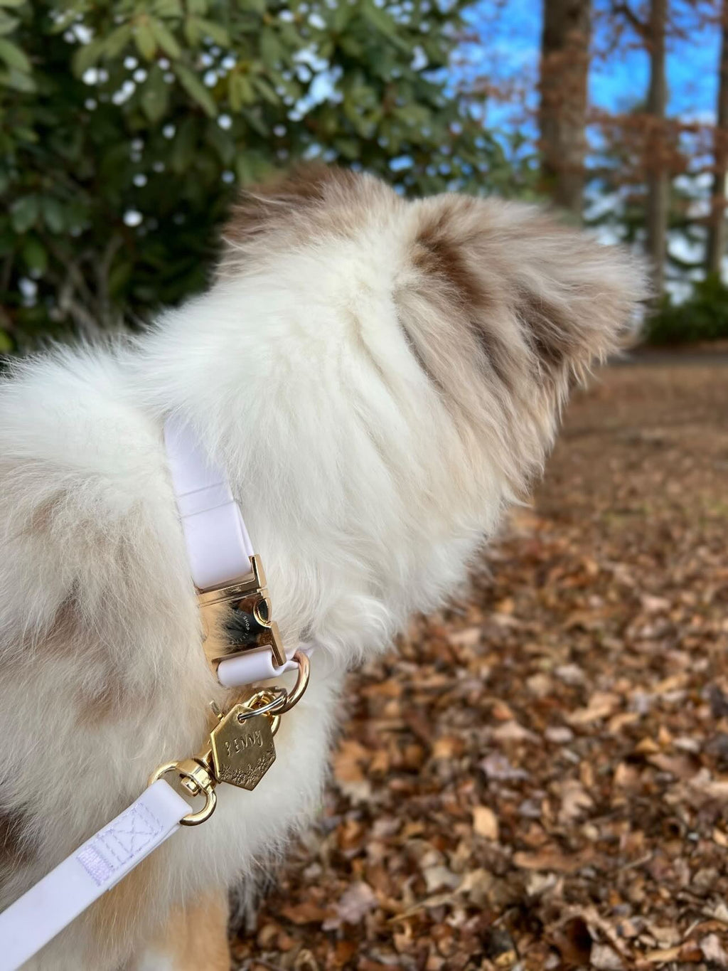 Lavender Haze Waterproof Dog Collar