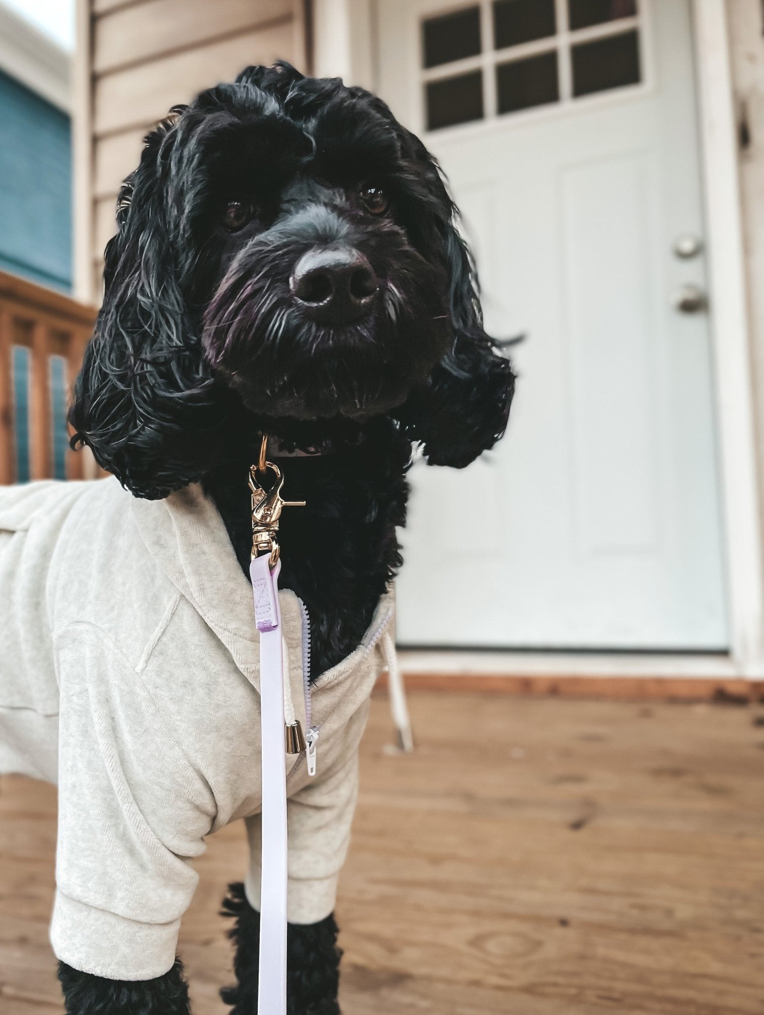 Lavender Haze 4-in-1 Convertible Hands Free Cloud Dog Leash