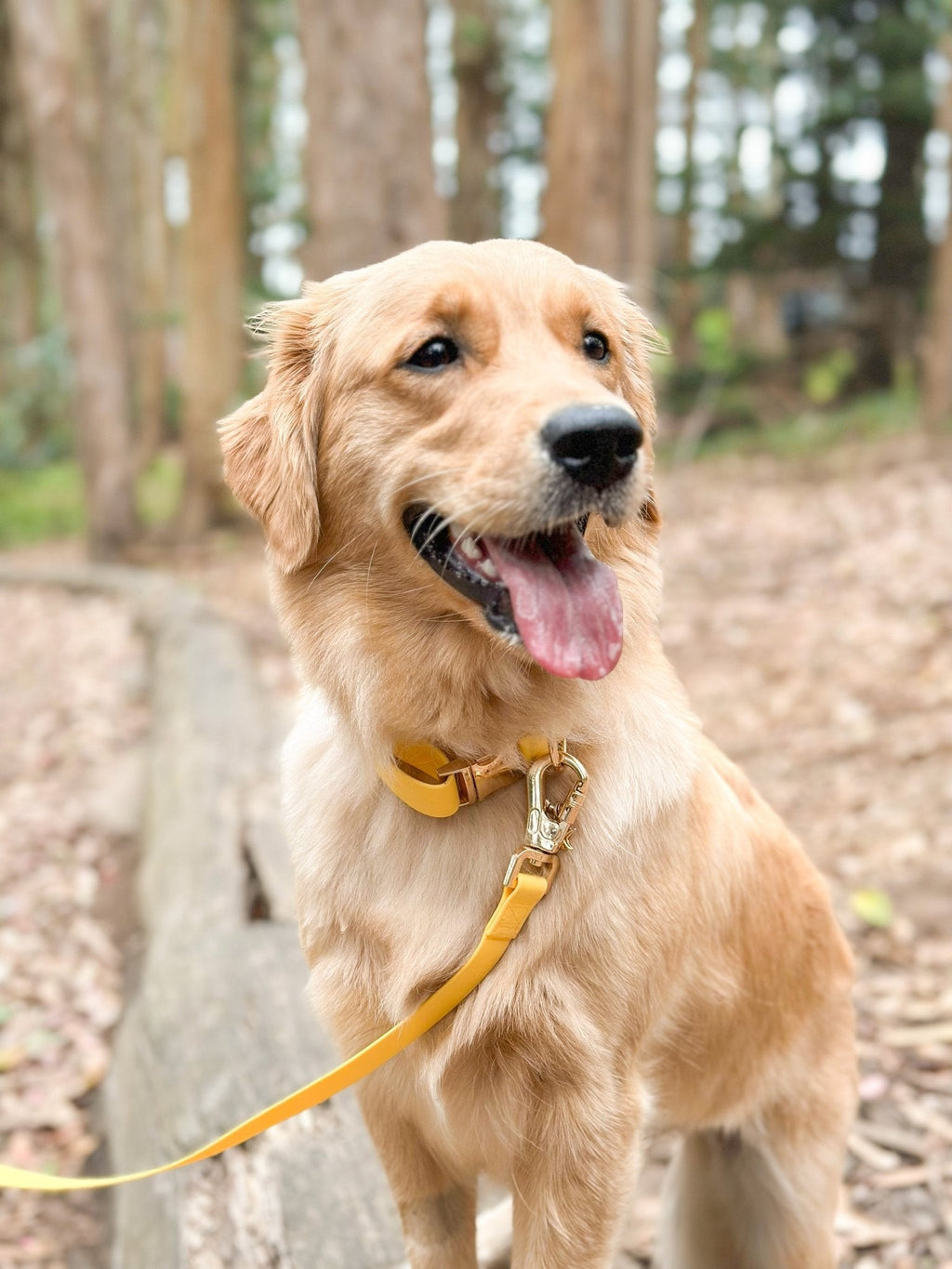 Dandelion Yellow 4-in-1 Convertible Hands Free Cloud Dog Leash Wide