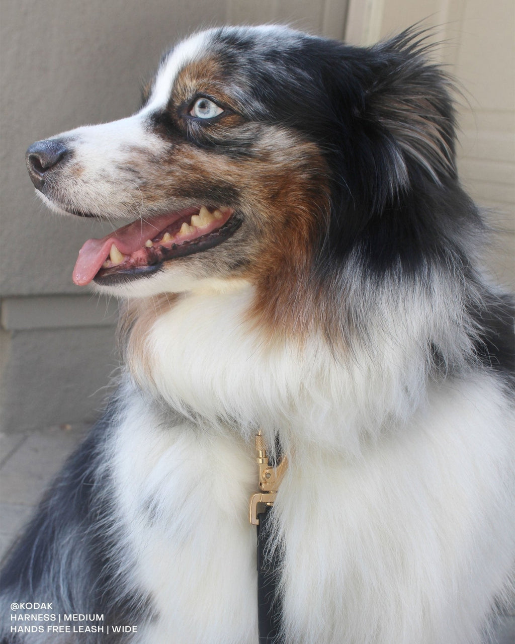 Ember Black Cloud Lite Dog Harness