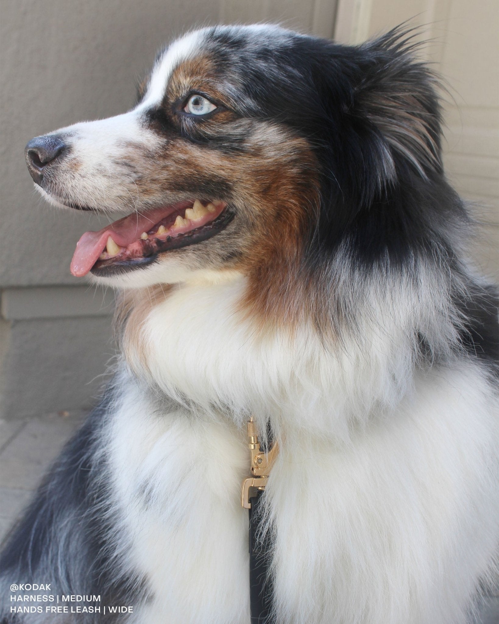 Ember Black Cloud Lite Dog Harness