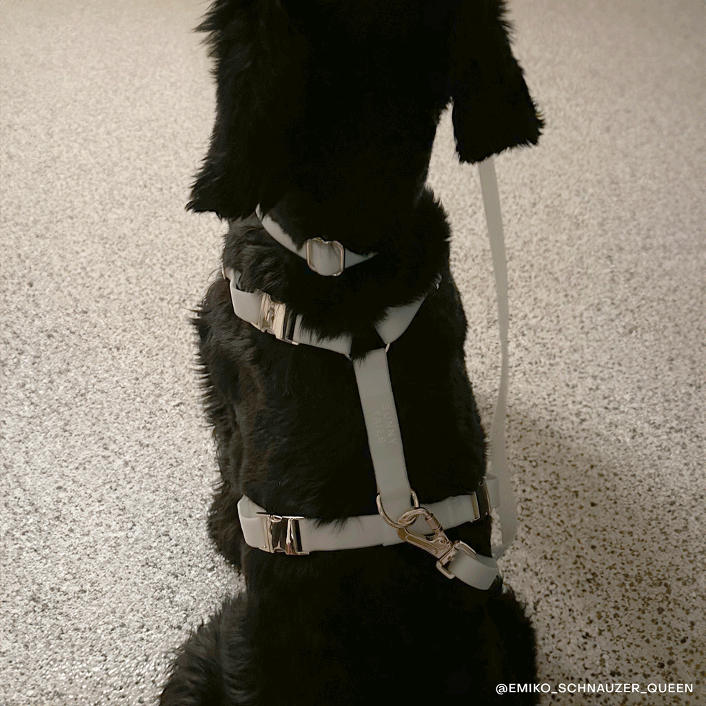 Lunar Glow 4-in-1 Convertible Hands Free Cloud Dog Leash
