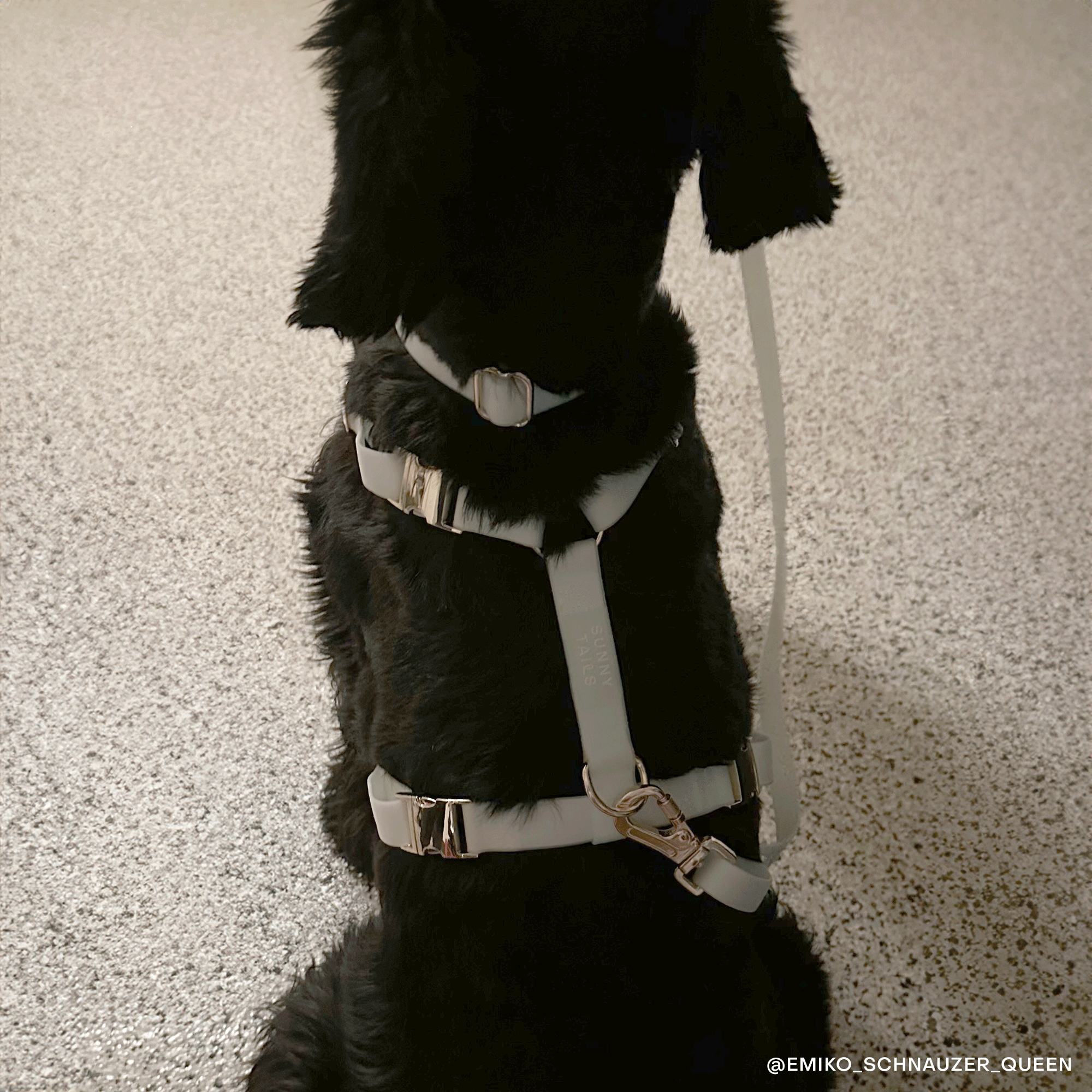 Lunar Glow 4-in-1 Convertible Hands Free Cloud Dog Leash