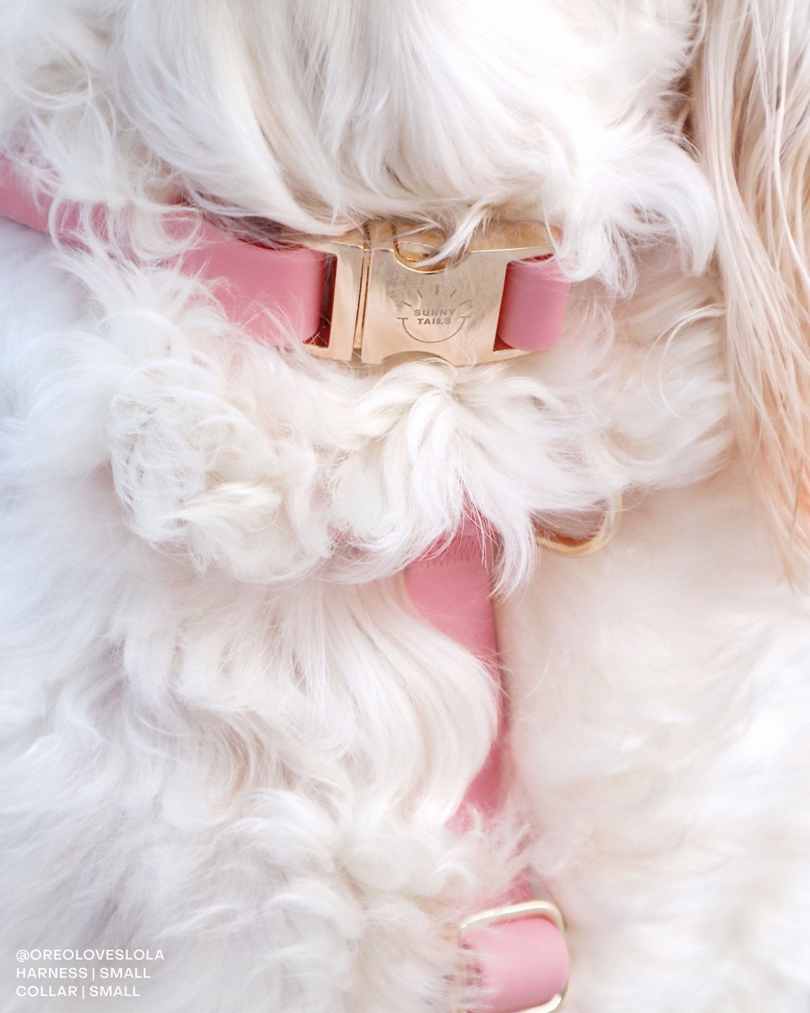 Perfect Pink Waterproof Dog Collar