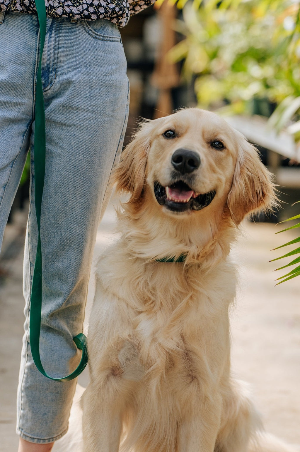 Meadow Green Waterproof Dog Collar