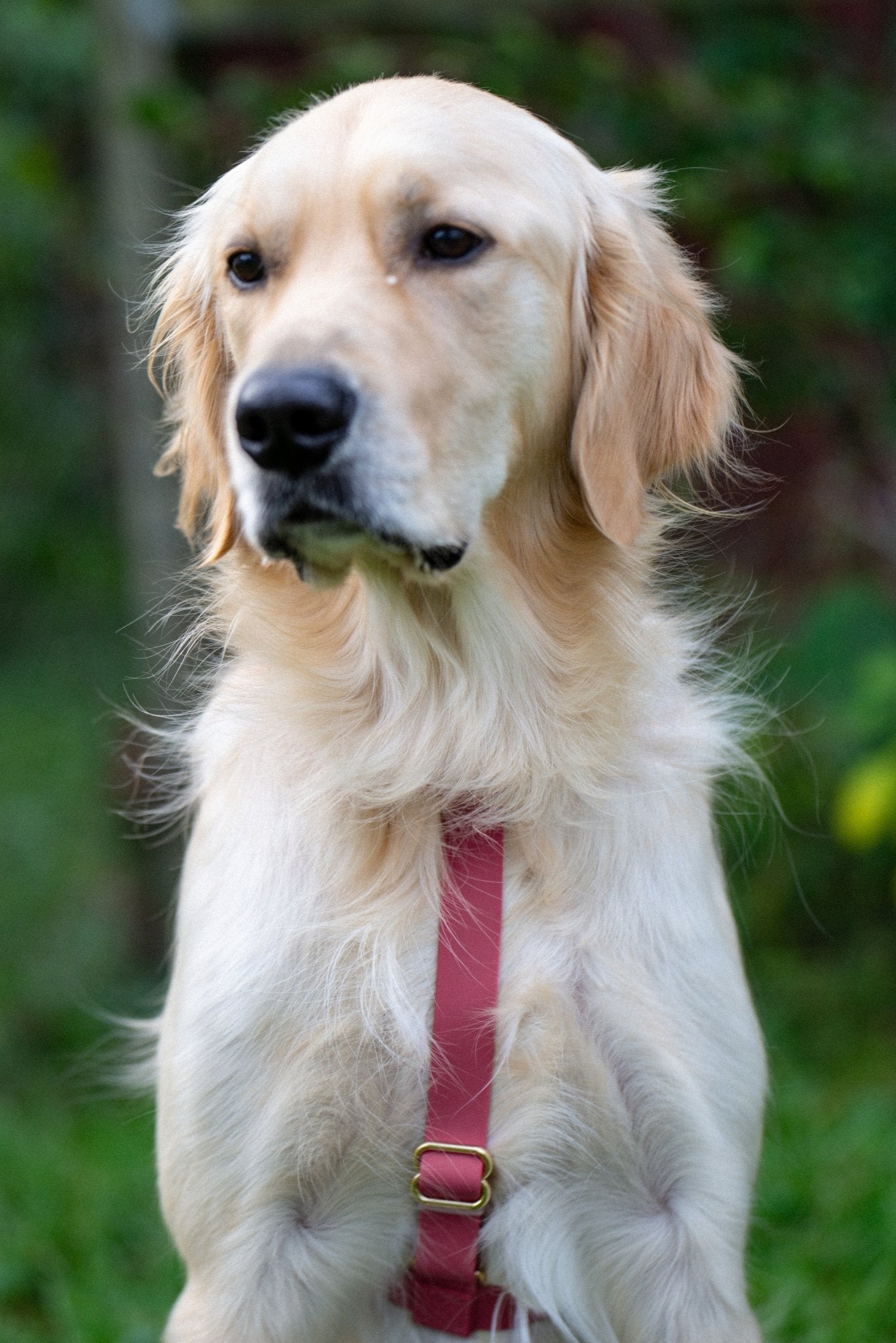 Mulberry Burgundy Cloud Lite Dog Harness