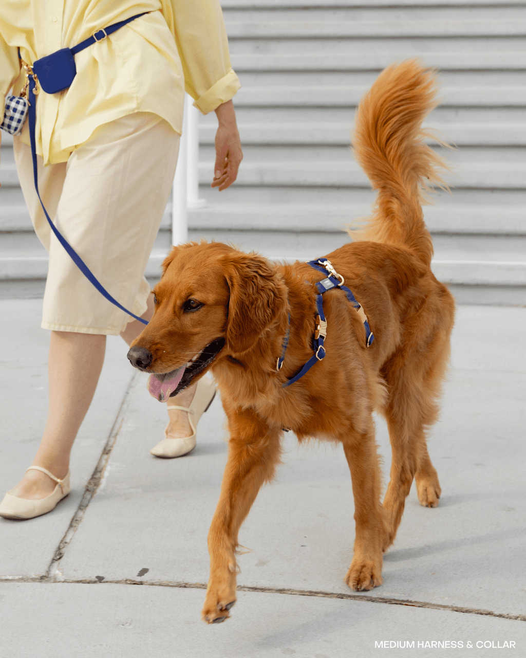 Signature Navy Cloud Lite Dog Harness