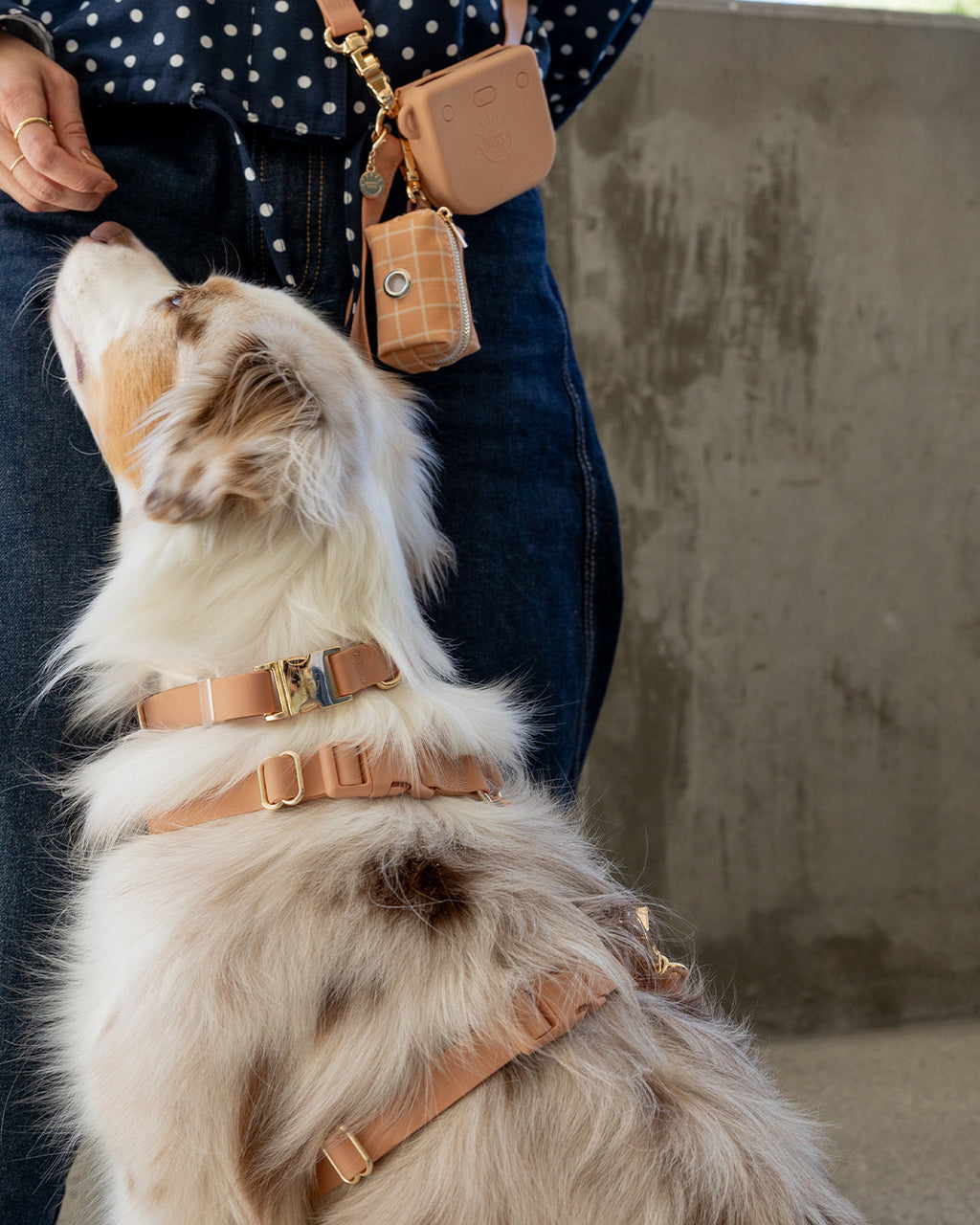 Chai Brown 4-in-1 Convertible Hands Free Cloud Dog Leash