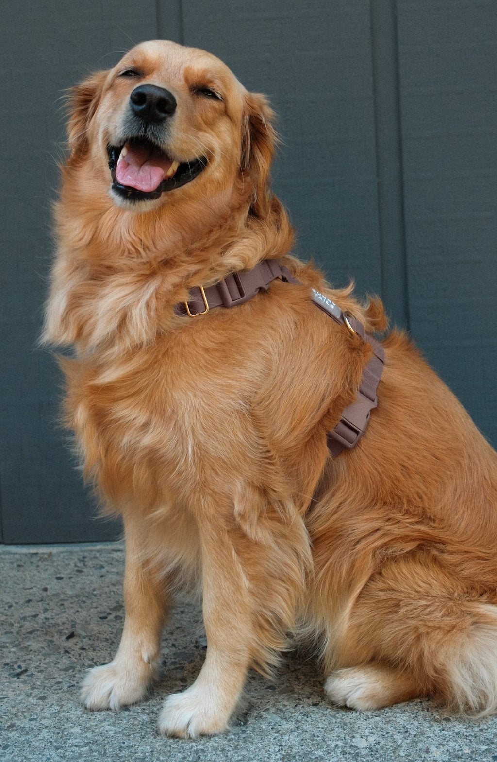 Espresso Brown Cloud Lite Dog Harness