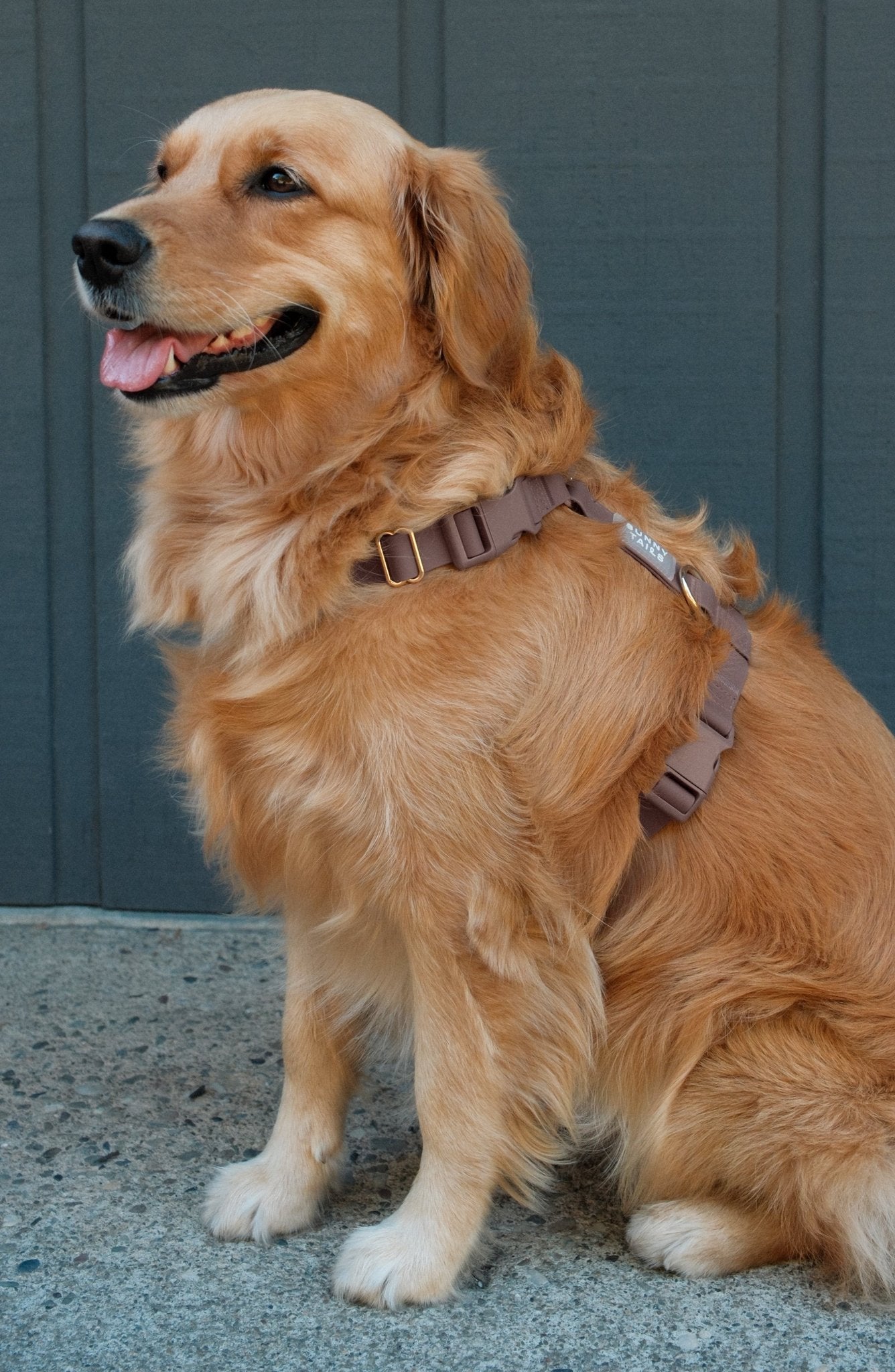 Espresso Brown Cloud Lite Dog Harness